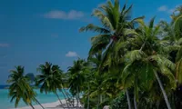 Sea View Suite: palms on the beach and the sea